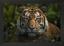 Listing image for Tiger Wildlife Photography Framed Wall Art Poster Canvas Print Picture