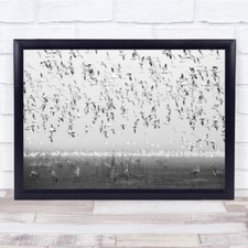Listing image for Wildlife flock Birds Wetland Nature Black & White Wall Art Print