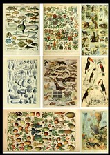 Listing image for A3 Birds Animal Flowers Trees Sea Life Botanical Wildlife Identification Poster
