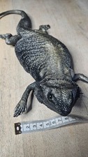 Listing image for Hand-Painted Bearded Dragon Wall Mount Interior decoration