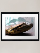 Listing image for Green Anaconda Framed Art Print Framed Wall Art Poster Canvas Print Picture