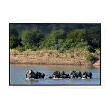 Listing image for African Elephant Wildlife Poster – Loxodonta Africana River Crossing Wall Art