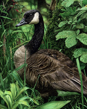 Listing image for 8x10 Canada Goose in Lush Grass Wetland Wildlife Art Print - 129215654