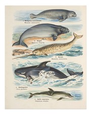 Listing image for Vintage Ocean Life Poster Wall Art - Marine Animal Illustration