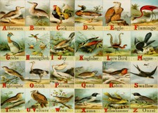 Listing image for Birds Vintage poster Educational A-Z Decoration wildlife school wall art print
