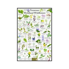 Listing image for Tennessee State Wildflower Identification Nature Posters / Flower ID Field Guide