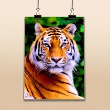 Listing image for Tiger Copy of Painting Wild Animal Nature Large Poster Big Cat Drawing Feline