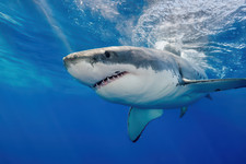 Listing image for Great White Shark Poster - Underwater Ocean Wall Art - 16x12/20x16/24x18/36x24