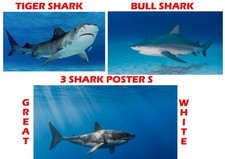 Listing image for SHARK POSTER / PICTURE X3 , GREAT WHITE SHARK . TIGER , BULL Movie Wall Art A4
