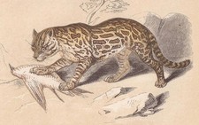 Listing image for 1851 OCELOT Print - Antique Animal Print - Wall Art - 6.65 x 4.75 Inches