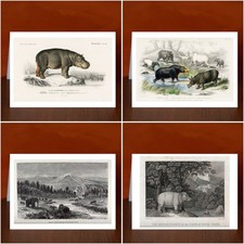 Listing image for Hippo Art Print Greeting Cards - 6 Artwork Choices