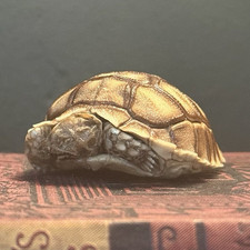 Listing image for Mummified Sulcata Tortoise - Small Reptile Decor Display