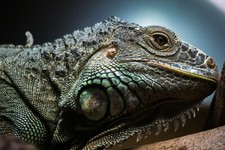 Listing image for Home Wall Art Print Poster - Animals Photo - IGUANA REPTILE LIZARD- A4,A3,A2,A1