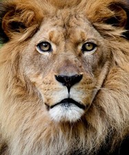 Listing image for Home Wall Art Print Poster - Animals Wildlife Photo - LION FACE -A4,A3,A2