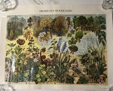 Listing image for Vintage 1978 print of this British Museum of Natural History Woodland Poster!