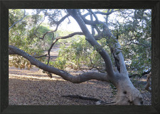 Listing image for Mangroves on the Island Framed Wall Art Poster Canvas Print Picture