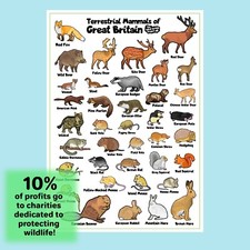 Listing image for Mammals of Great Britain Wildlife Poster A2 (42cm x 59.4cm)