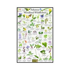Listing image for Arkansas State Wildflower Identification Nature Posters / Flower ID Field Guide