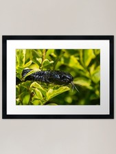 Listing image for Black Snake - Mangrove Snake Framed Framed Wall Art Poster Canvas Print Picture