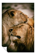 Listing image for Lion & Lioness Affection Wildlife Artistic Poster Wall Art Home Decor