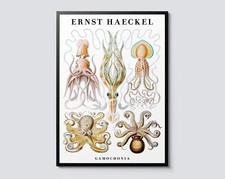 Listing image for Ernst Haeckel Cephalopods Print, Squid & Octopus, Vintage Sea Zoology Wall Art,