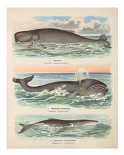 Listing image for Vintage Ocean Whale Poster Wall Art - Marine Life Illustration