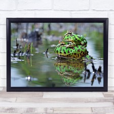 Listing image for The Love Wildlife Wild Frog Bull Bullfrog Mother Baby Green Water Wall Art Print