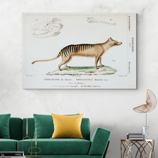 Listing image for Thylacine Tasmanian Tiger – Extinct Animal Scientific Wildlife Illustration