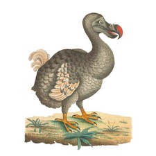 Listing image for Bird Dodo Vintage Illustration Large Wall Art Print Canvas Premium Poster