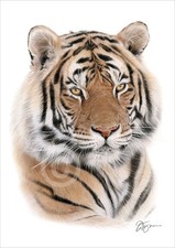 Listing image for Bengal Tiger colour pencil drawing print - big cat art - 2 sizes signed artwork