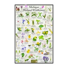 Listing image for Michigan Wetland Wildflowers Flower Identification Poster / Flower ID Guide