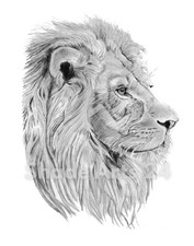 Listing image for Big Cat LION pencil drawing art print A5 size signed artwork by artist
