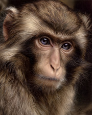 Listing image for 8x10 Monkey Portrait Close-Up Primate Wildlife Art Print - 115008700