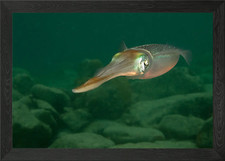 Listing image for Oversized catfish Framed Wall Art Poster Canvas Print Picture