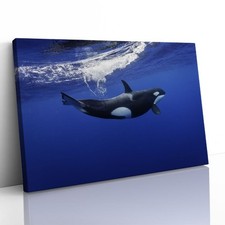Listing image for Killer Whale in the Pacific New Zealand Canvas Framed Print Picture Wall Art
