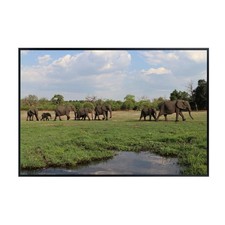 Listing image for Chobe River Elephant Herd Poster – African Wildlife Safari Wall Art Unframed