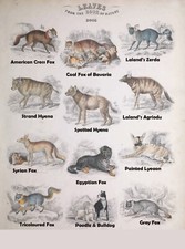 Listing image for Vintage 1833 Dogs Hyena Print – Natural History Poster Art A3 A4 Glossy Paper #4