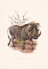 Listing image for 1960 DESERT WARTHOG Print - Vintage Animal Wall Art - Mammal - 7.5 x 10.6 Inches