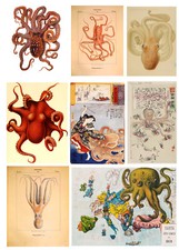 Listing image for Octopus ZOOLOGICAL vintage antique Sea print Animal decoration wall art Poster