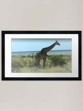 Listing image for Giraffe - Etosha, Namibia wildlife Framed Wall Art Poster Canvas Print Picture