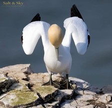 Listing image for A3 Northern Gannet Wildlife Print Unframed by Salt & Sky Photography Wall Art