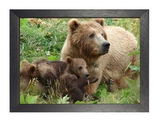 Listing image for Brown Bear With Cubs Sweet Cute Animal Poster Beautiful Picture Kids Mum Photo