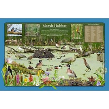 Listing image for Marsh Habitat Wetland Educational Nature Poster / Fun Kids Wildlife Poster