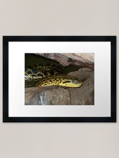Listing image for Green Anaconda 2 Framed Art Print Framed Wall Art Poster Canvas Print Picture
