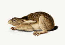 Listing image for Desert Hare Poster - Natural History Animal Wall Art - 16x12/20x16/24x18/36x24