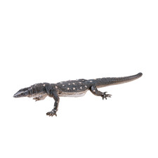 Listing image for Perentie Lizard Toy Figure Realistic Reptile Monitor Lizard Collectible Model