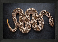 Listing image for Snake Framed Wall Art Poster Canvas Print Picture