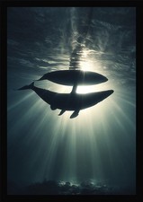 Listing image for Humpback Whale Art Majestic Framed Wall Poster Print Decor