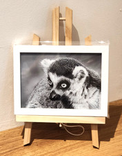 Listing image for Wall Art Ring-tailed Lemur. 5 x 7" Framed Print & Easel Black & White