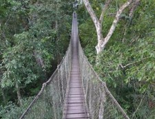 Listing image for AMAZON RAINFOREST BRIDGE GLOSSY POSTER PICTURE BANNER safari tropical cool 2029
